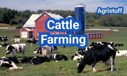 Cattle Farming for Beginners: How to Start a Cattle Farm
