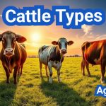 Cattle Types | Beef, Dairy and Dual-Purpose