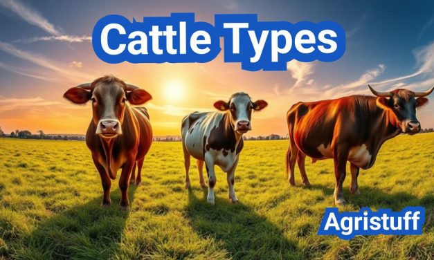 Cattle Types | Beef, Dairy and Dual-Purpose