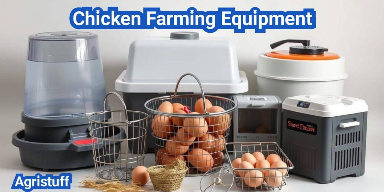 Essential Chicken Farming Equipment for a Successful Poultry Business