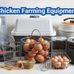 Essential Chicken Farming Equipment for a Successful Poultry Business