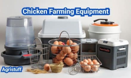 Essential Chicken Farming Equipment for a Successful Poultry Business