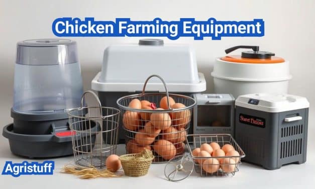 Essential Chicken Farming Equipment for a Successful Poultry Business