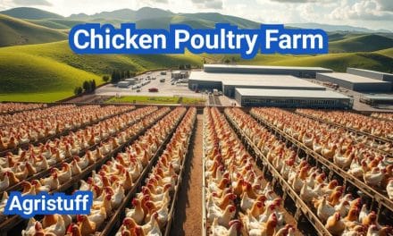Chicken Poultry Farm: How to Run a Profitable Business