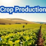 Crop Production: Everything You Need to Know