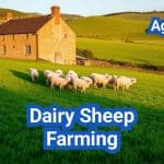 Dairy Sheep Farming For Beginners: A comprehensive guide