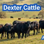 Dexter Cattle: Everything You Need to Know