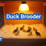 How to Set Up a Duck Brooder: Complete Beginner’s Guide