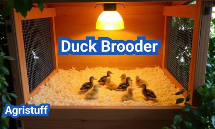 How to Set Up a Duck Brooder: Complete Beginner’s Guide