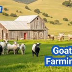 Goat Farming: Everything You Need to Know