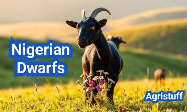 Nigerian Dwarfs | Small Dairy Goats with Big Impact
