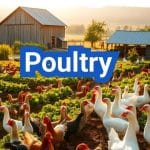 All About Poultry | Meaning, Science, Farming, Seasoning, Netting & Feed