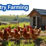 Poultry Farming: Essential Guide for Beginners