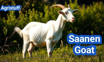 Saanen Goat | Best Dairy Goat from Switzerland