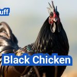Ayam Cemani: Meet the Stunning All Black Chicken Breed