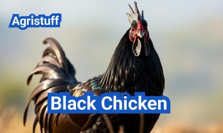 Ayam Cemani: Meet the Stunning All Black Chicken Breed