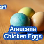 Araucana Chicken Eggs: Vibrantly Colored Egg Layers
