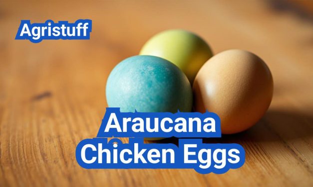 Araucana Chicken Eggs: Vibrantly Colored Egg Layers