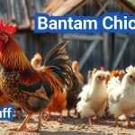 Bantam Chicken: Small Chickens With Big Personalities