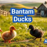 Bantam Ducks: Small, Adorable and Easy to Raise