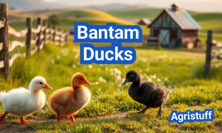 Bantam Ducks: Small, Adorable and Easy to Raise