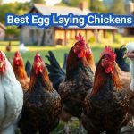 Top 10 Best Egg Laying Chickens for High Production