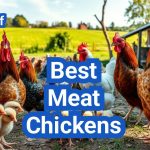 Best Meat Chickens: Top Breeds for Quality Poultry Meat