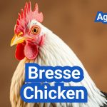 Bresse Chicken: The World’s Finest Poultry Meat Breed