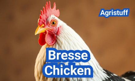 Bresse Chicken: The World’s Finest Poultry Meat Breed