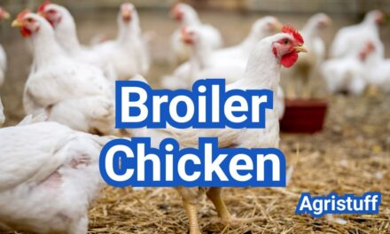 Broiler Chicken Farming: Feed, Housing, Growth And Profit