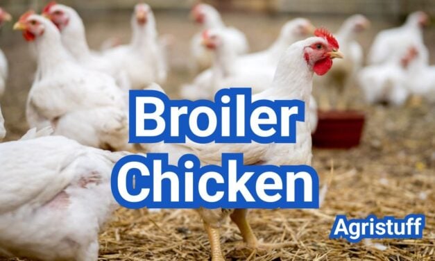 Broiler Chicken Farming: Feed, Housing, Growth And Profit