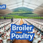 Broiler Poultry Business: Efficient Methods to Maximize Profits