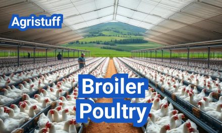 Broiler Poultry Business: Efficient Methods to Maximize Profits