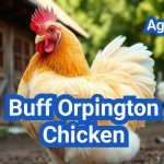 Buff Orpington Chicken: America’s Favorite Dual-Purpose Breed