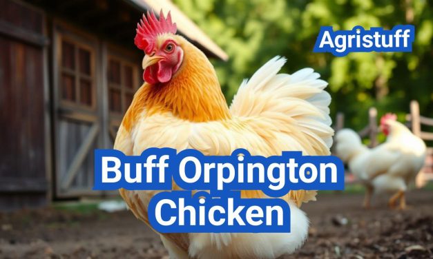 Buff Orpington Chicken: America’s Favorite Dual-Purpose Breed