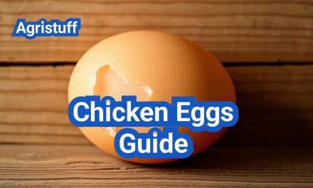 Chicken Eggs Guide: Boosting Egg Quality & Production