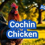 Cochin Chicken: Gentle Giants of the Poultry World