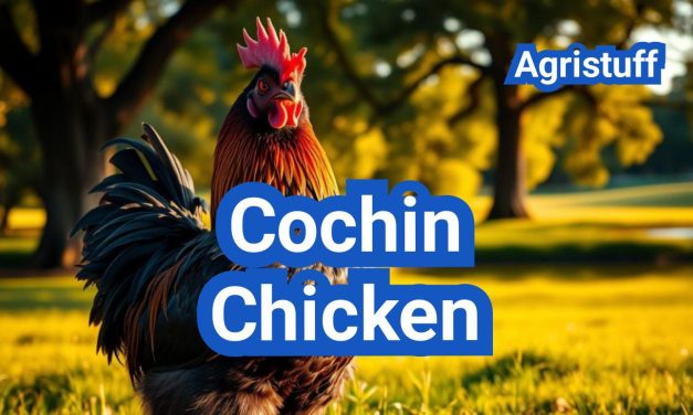 Cochin Chicken: Gentle Giants of the Poultry World