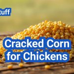 Cracked Corn for Chickens: Nutritional Benefits & Feeding Guide