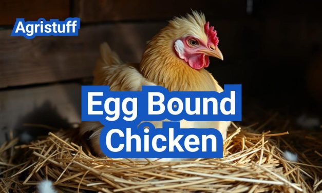 Egg Bound Chicken: Causes, Symptoms, and Treatment