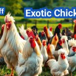 Exotic Chickens: Stunning Poultry Breeds to Beautify Your Farm