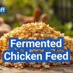 Fermented Chicken Feed: Boost Poultry Health & Productivity