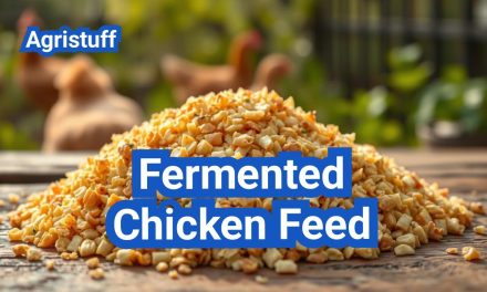 Fermented Chicken Feed: Boost Poultry Health & Productivity