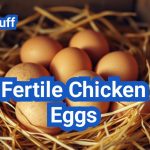 Fertile Chicken Eggs: Everything You Need to Know for High Hatch Rates