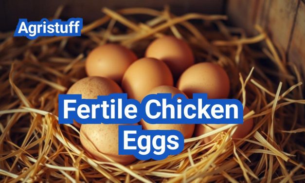 Fertile Chicken Eggs: Everything You Need to Know for High Hatch Rates