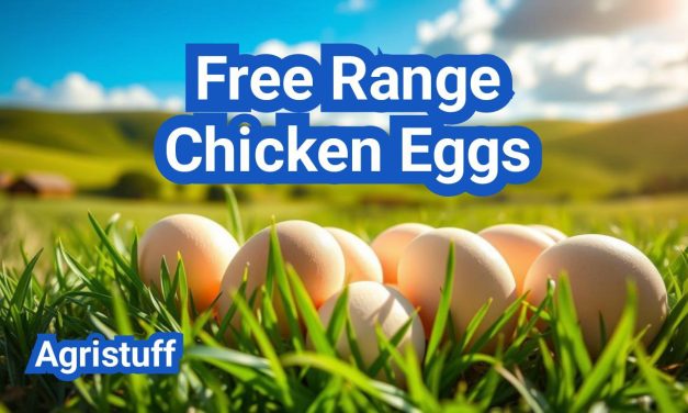Free Range Chicken Eggs: Benefits and Production Methods