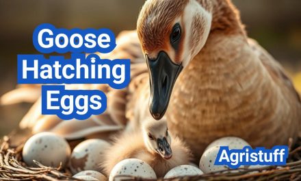 Goose Hatching Eggs: Expert Tips for Successful Incubation