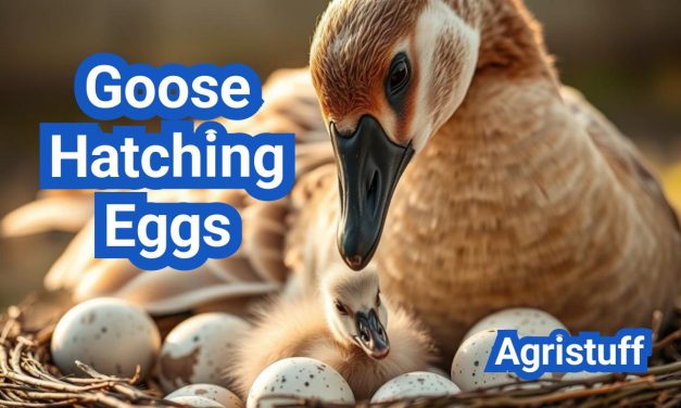 Goose Hatching Eggs: Expert Tips for Successful Incubation