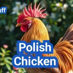 Polish Chicken: Everything About this Elegant Breed