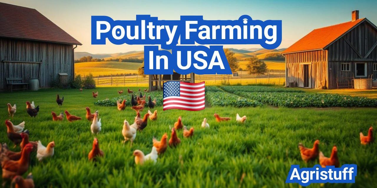 Poultry Farming In USA: A Comprehensive Guide